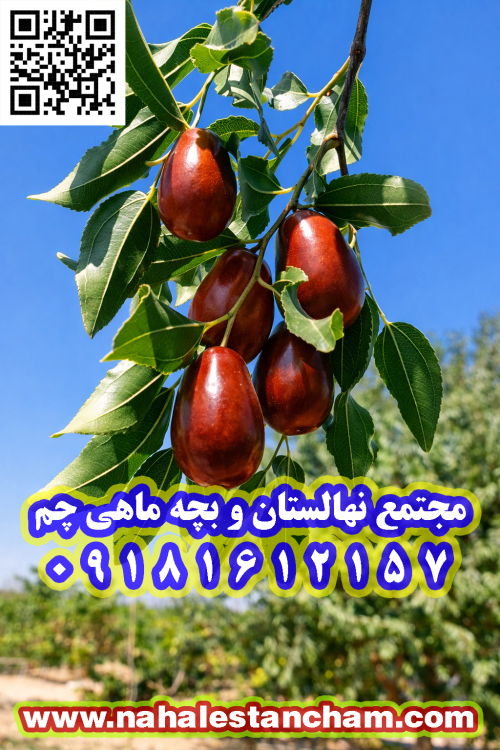 عناب