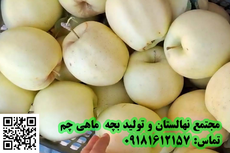 سیب سفید یا سیب قرمز؛ انتخاب کدام نهال؟