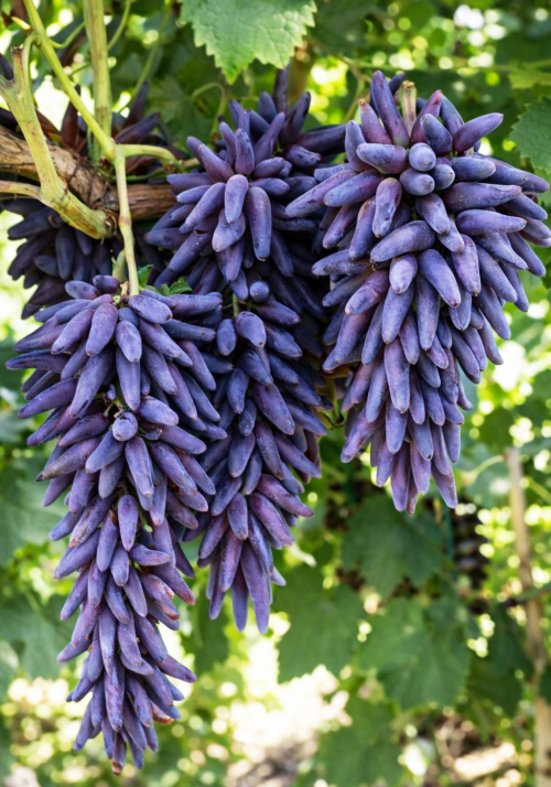 انگور