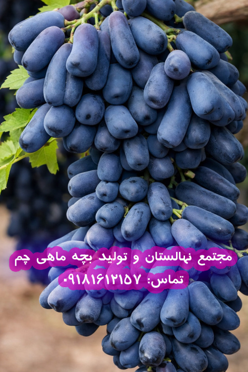 انگور