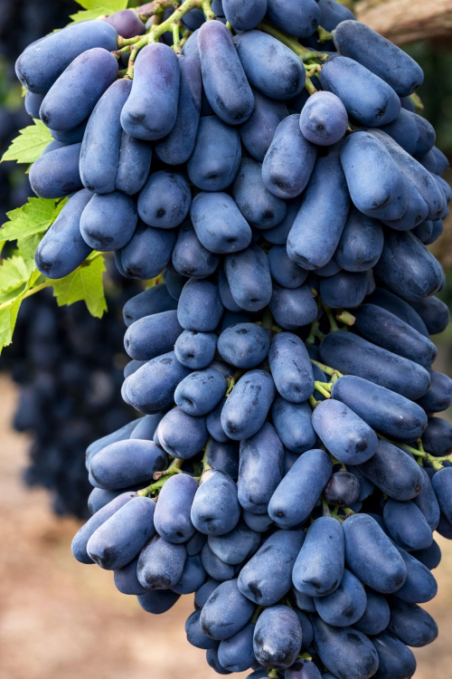 انگور 