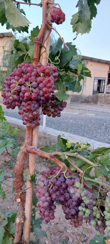 انگور