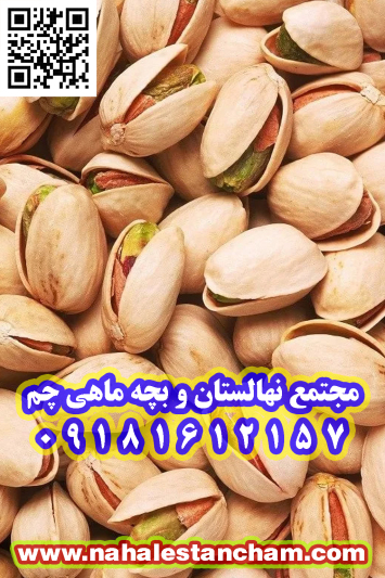 پسته