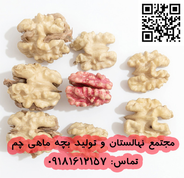 گردو باکیفیت قرمز در نهالستان چم