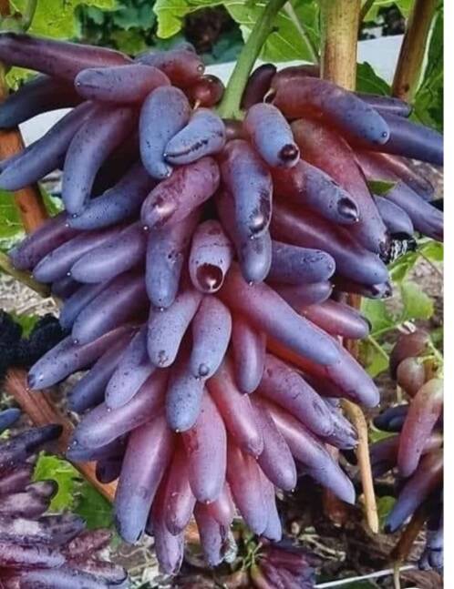 انگور