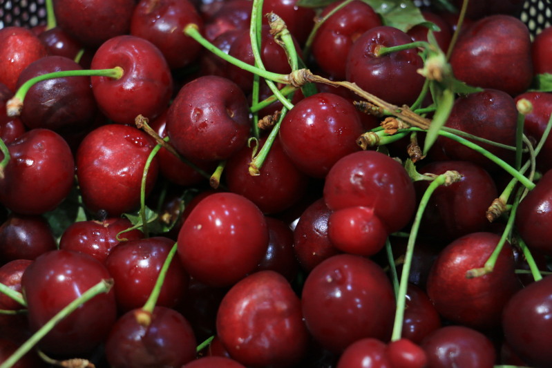 گیلاس آلبالو