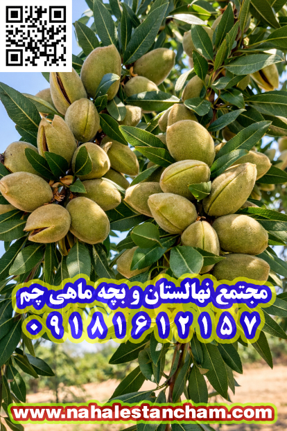 انواع نهال بادام را در وبلاگ چم 
