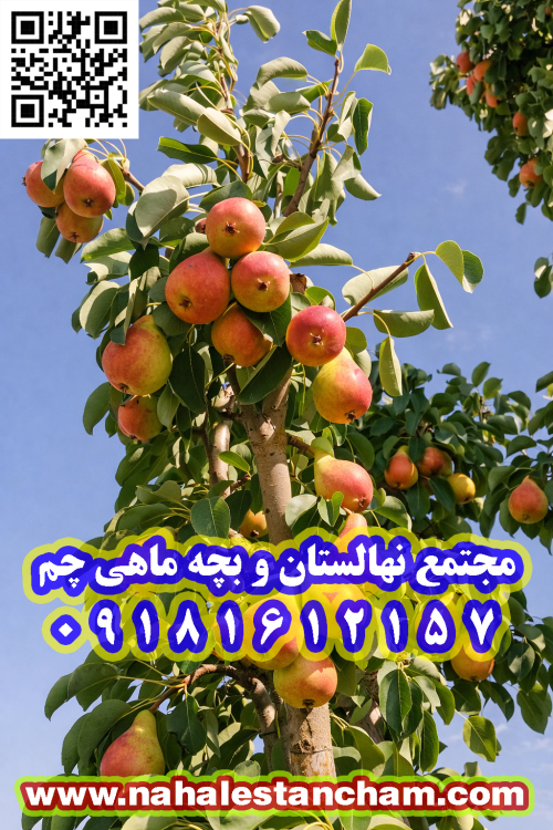 گلابی