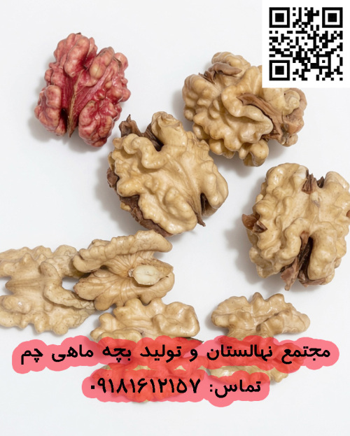 گردو