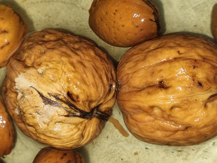 گردو